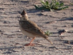 vCrested Lark.jpg